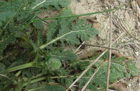 Salvia verbenaca